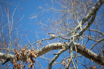 Blue Jay on a Limb