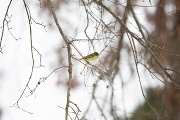 Adult Blue-Headed Vireo