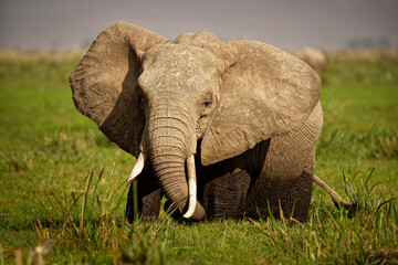 African Bush Elephant - Loxodonta africana elephant bathing and feeding on the grass and foraging...