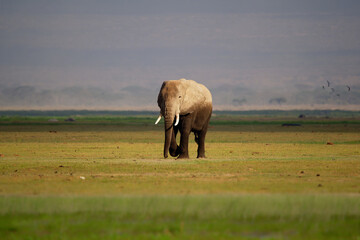 African Bush Elephant - Loxodonta africana lonely elephant walking in savannah of the Amboseli park...