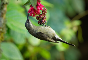 Tacazze Sunbird - Nectarinia tacazze bird in the family Nectariniidae, found in Eritrea, Ethiopia, Kenya, South Sudan, Tanzania, and Uganda, brown and grey feeding female © phototrip.cz
