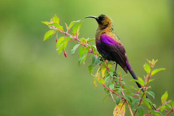 Tacazze Sunbird - Nectarinia tacazze bird in the family Nectariniidae, found in Eritrea, Ethiopia, Kenya, South Sudan, Tanzania, and Uganda, brown and grey feeding male