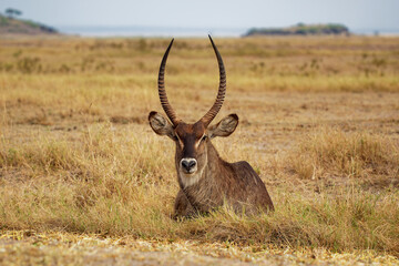 Common Waterbuck - Kobus ellipsiprymnus lying large horned antelope found widely in sub-Saharan Africa, placed in family Bovidae, face to face view, scrub and savanna along rivers, lakes