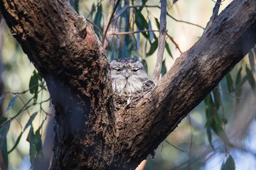 Tawny Frogmouth nesting on top of its chicks.