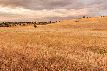 Campo segado en Alcaudete de la Jara, Toledo, Castilla la Mancha.
