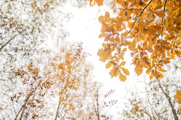 Obraz na płótnie Canvas Yellow leaves of oak in autumn.