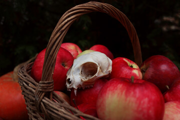 Celebration of Samhain. Harvesting. In a wicker basket are ripe red apples and a cat's skull. The...