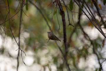 Ruby-Crowned Kinglet on a Tree