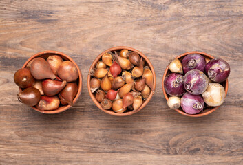 Flower bulbs of tulips, daffodils, hyacinths and other in flower pots, top view on wooden background