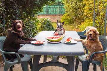 three dogs, Labrador, Cocker spaniel and Boston terrier at a large table eating watermelon in the...