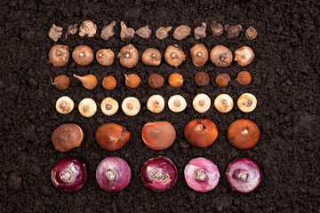 Flower bulbs of tulips, daffodils, hyacinths and other planted in soil, top view