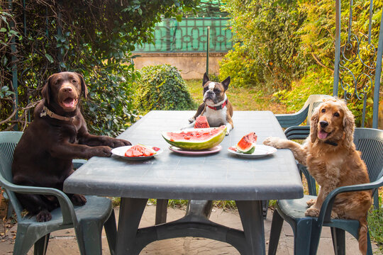 three dogs, Labrador, Cocker spaniel and Boston terrier at a large table eating watermelon in the garden, comic photo