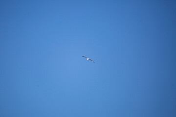 Ring-Billed Gull in Flight
