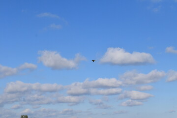 Hawk Flying in a Cloudy Blue Sky