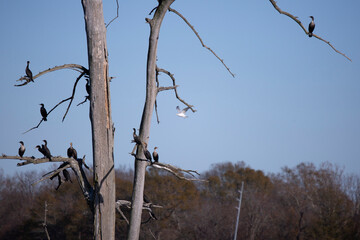 Ring-Billed Gull Flying toward a Double-Crested Cormorants