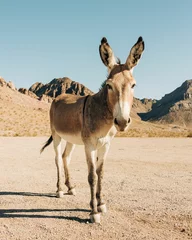Fototapete Route 66 Wild burros in Oatman, on historic Route 66 in Arizona  © jonbilous