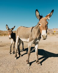 Wild burros in Oatman, on historic Route 66 in Arizona