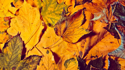 Colorful autumn leaves for background. Autumn colors.