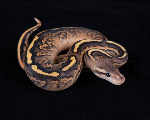 Fototapeta premium Black Pastel Orange Dream Fire Yellow Belly morph Ball Python on Black background