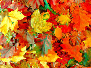 Naklejka na ściany i meble Colorful autumn leaves for background. Autumn colors.