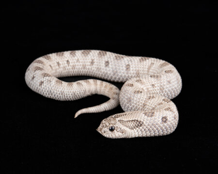 Axanthic Anaconda Western Hognose on black background