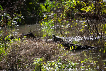Red-Eared Slider Basking