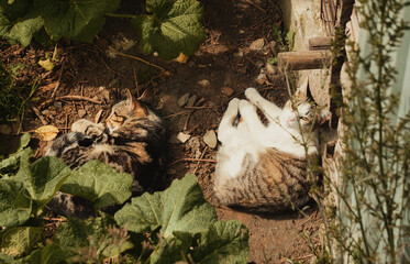 Gatos