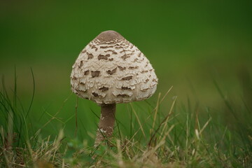 Gemeiner Riesenschirmling, Riesenschirmpilz im September