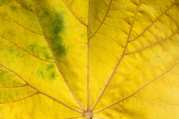 Naklejka na ściany i meble autumn leaf background