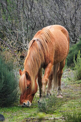 Caballo