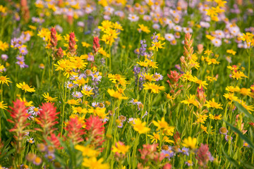 Fields of wildflowers on the Teton Crest Trail, Grand Teton National Park, Wyoming, USA