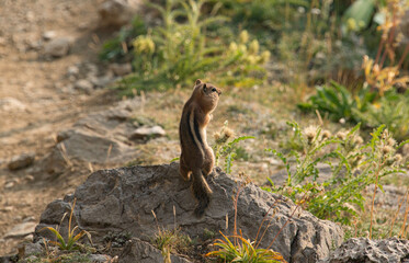 Chipmunk with stuffed cheeks, Grand Teton National Park, Wyoming, USA.