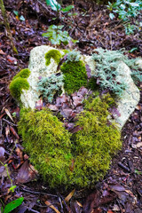 Musgos