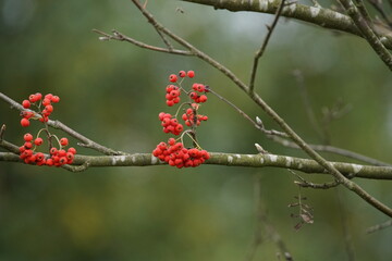 Vogelbeeren, Eberesche im Spätsommer mit roten Beeren, Sorbus aucuparia