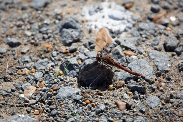 Male Variegated Meadowhawk Dragonfly