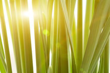 Green straight leaves foliage background, narcissus leaves close up flooded with sunlight, copy space, backdrop for projects