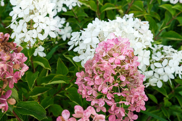 Pink and white inflorescences of paniculate hydrangea Hydrangea paniculata, beautiful autumn blossom in the garden