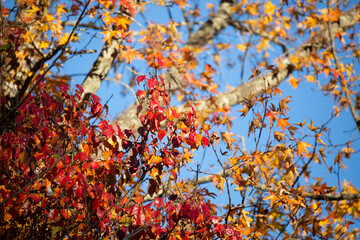 Leaves Changing Color