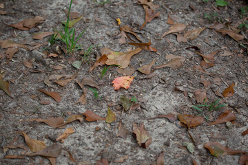 Large Leaf on the Ground