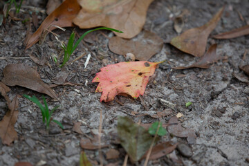 Large Leaf on the Ground