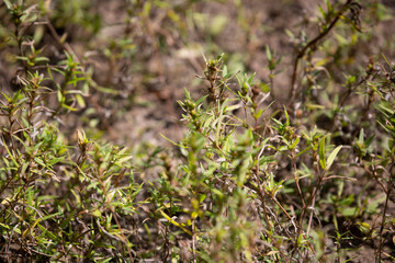 Weeds Growing from Dry Ground