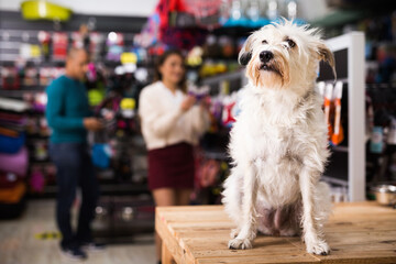 Portrait of dog sitting in pet shop while its owner choosing dogs supplies