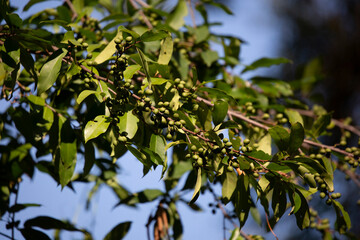 Green Berries on a Vine