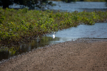 Juvenile Little Blue Heron