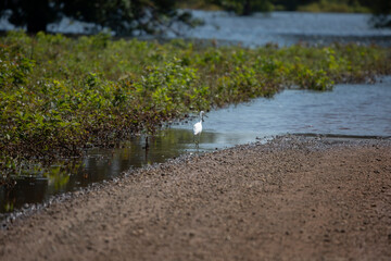 Juvenile Little Blue Heron