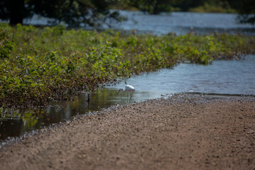 Juvenile Little Blue Heron