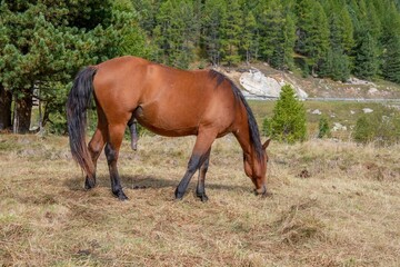 Obraz premium stallion