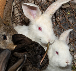 Obraz premium Rabbit farm. Colorful rodents. Animals eat grass.