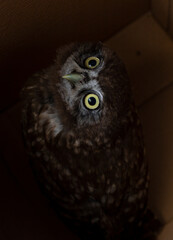 Little owl (Athene noctua), also known as the owl of Athena or owl of Minerva.