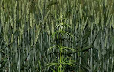 Green cereals during flowering. Grain field. Space for wheat. Land for agricultural purposes. Food base of the human race.